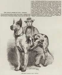 The Great American Dog Prince
